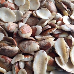 wholesale ogbono nuts for sale