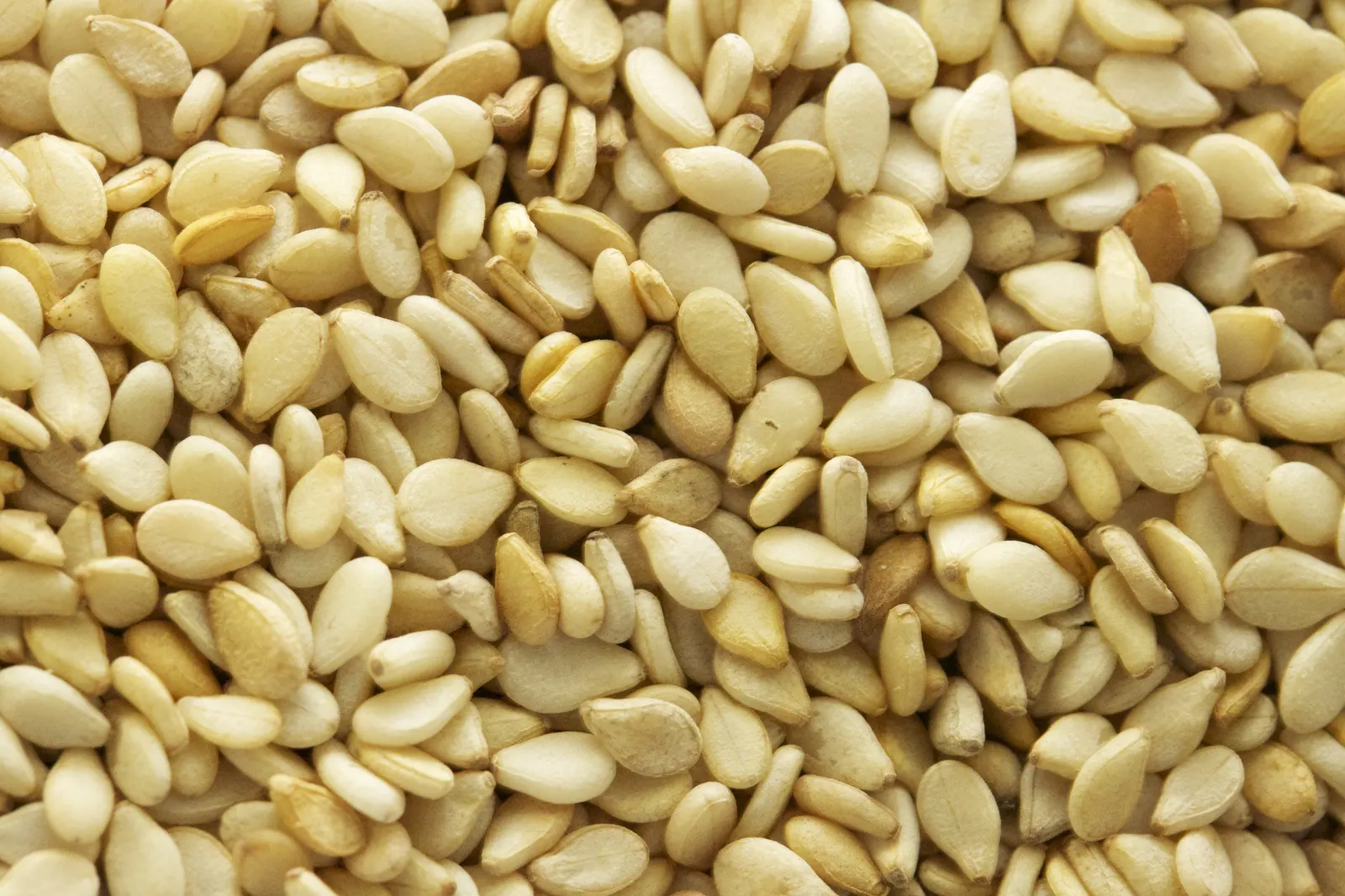 wholesale sesame seeds