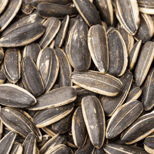 Wholesale Sunflower seeds