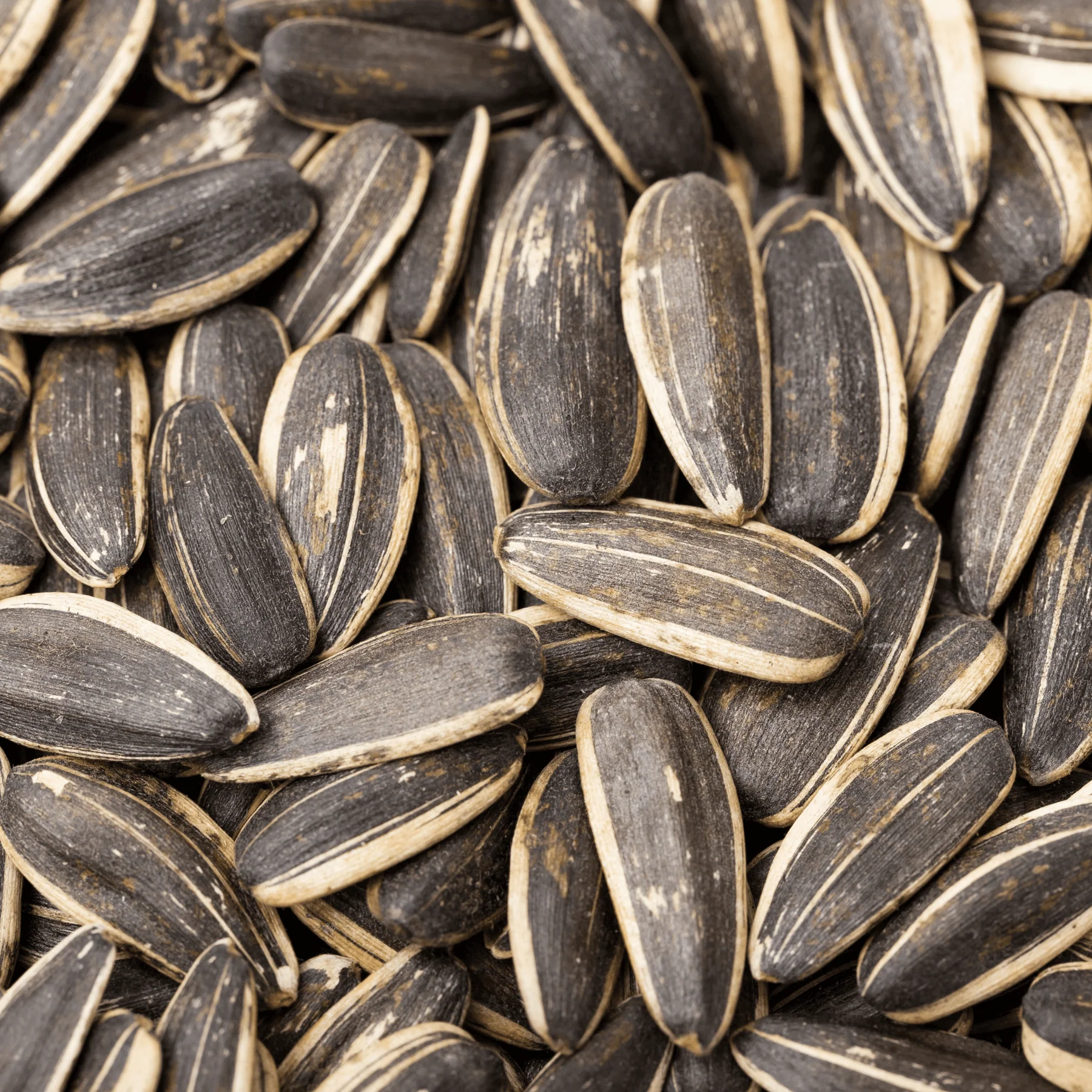 Wholesale Sunflower seeds